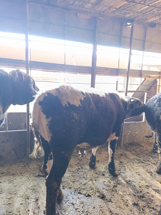 Бұқа, бычок , бык. 600к сатылады