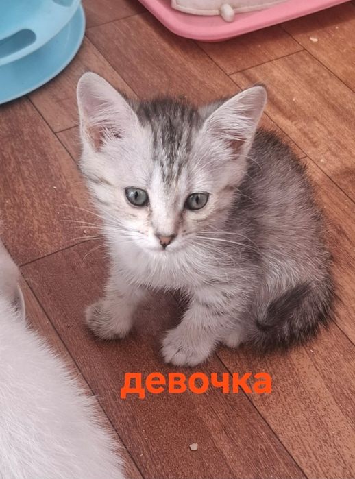 Котята в ответственные руки!