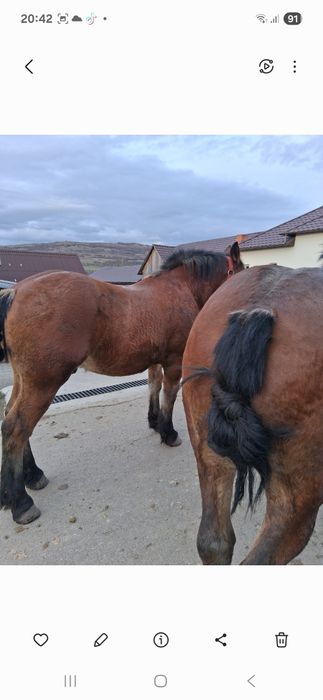 Vând doi manji castrati