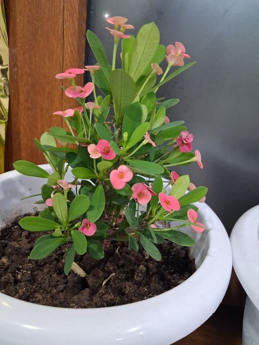 молочай Миля комнатное растение