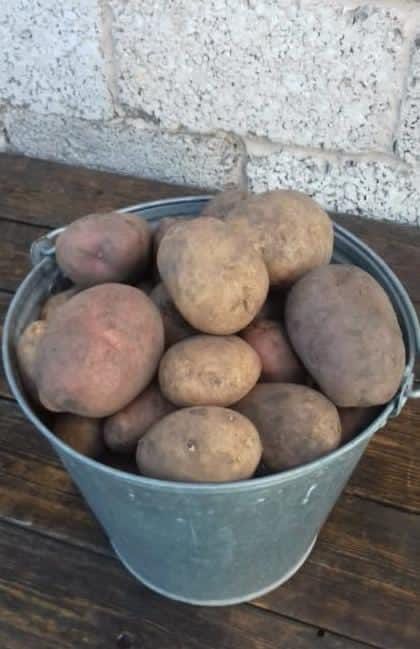 Продам картошку _