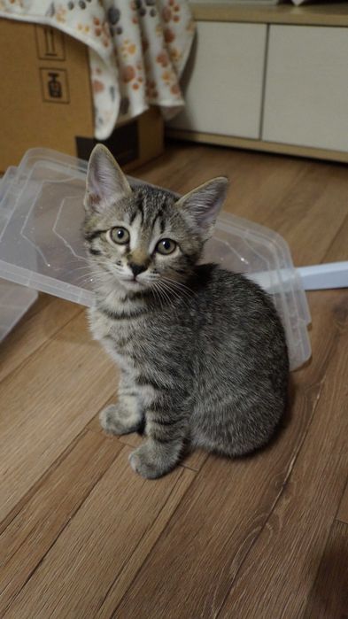 Котята от домашней кошки в добрые руки, ласковые, умные =^_^=