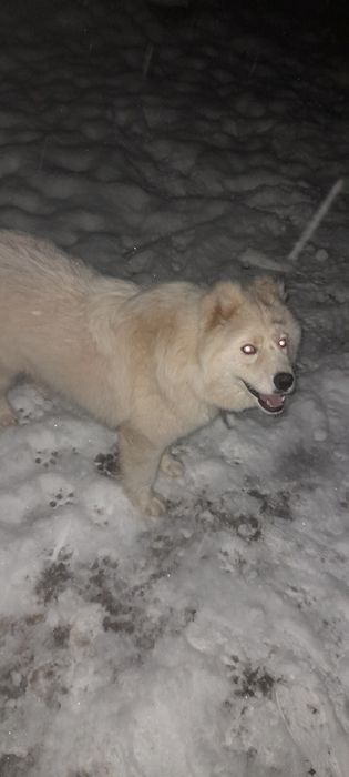 Продаётся щенок  сибирский лаика