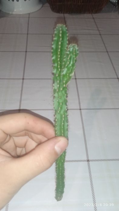 продам три черенок