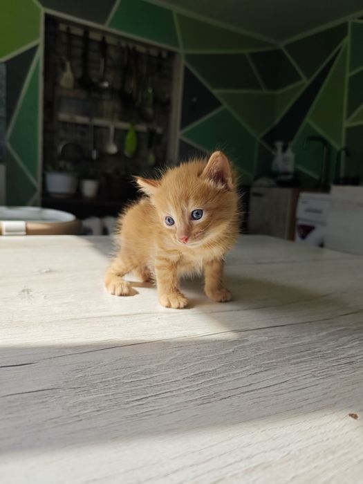 Отдам котят в добрые руки