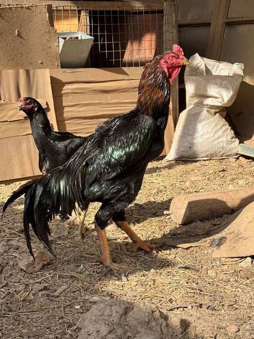 Dakan tovuq tuhumlari