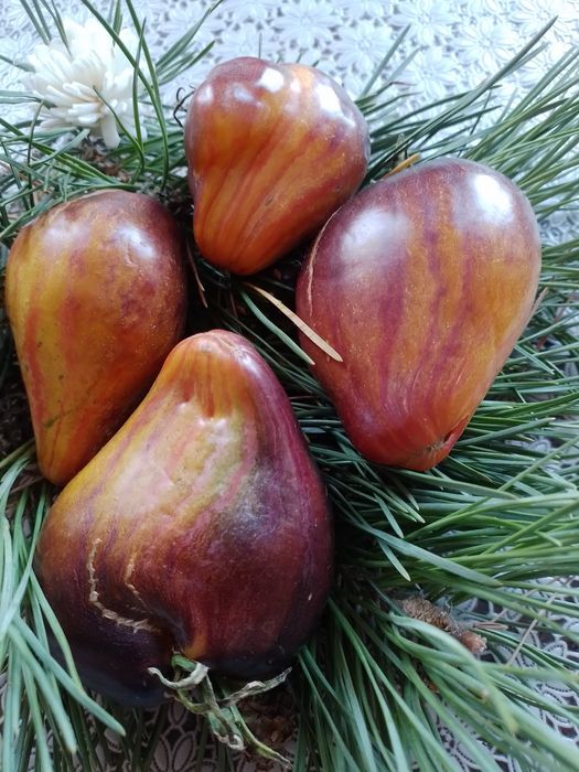 Продажа коллекционных томатов