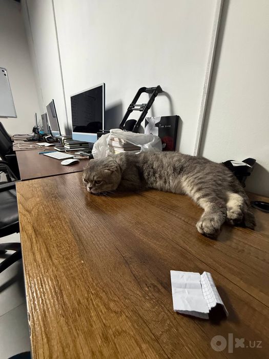 Продаётся шотландский котик 1,5 года