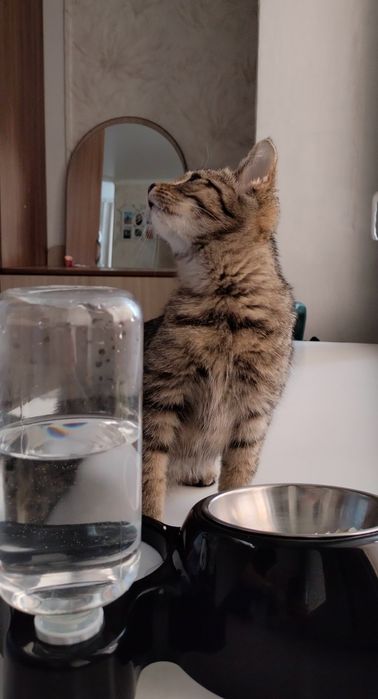 Ищет дом милый котенок - девочка