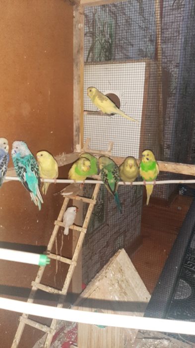 Волнисти папугай