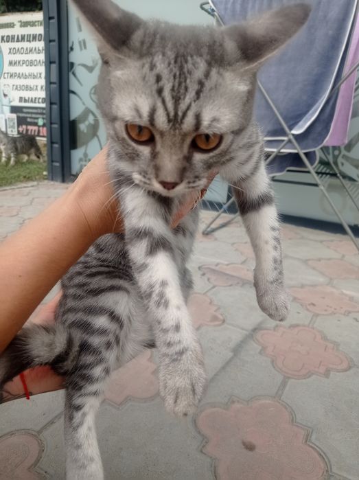 Отдам в хорошие руки