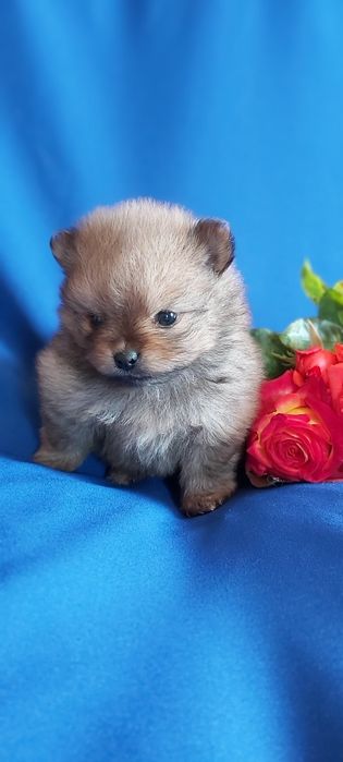 Шпицы рыжего окраса, продам