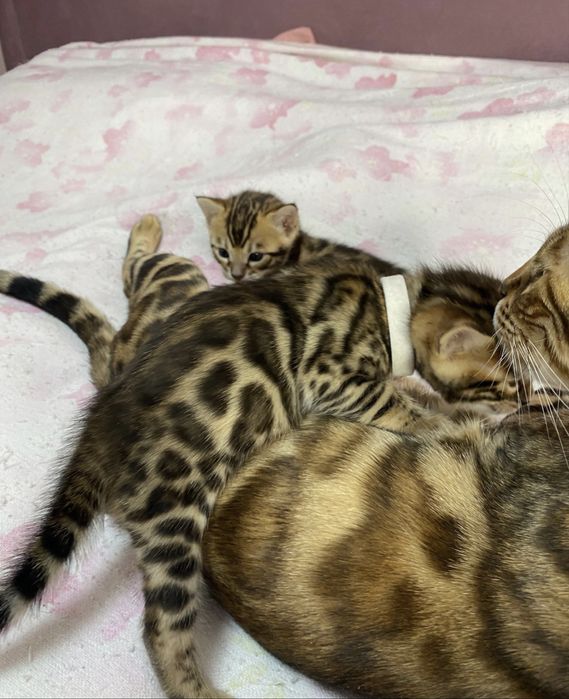 Бенгальские котята