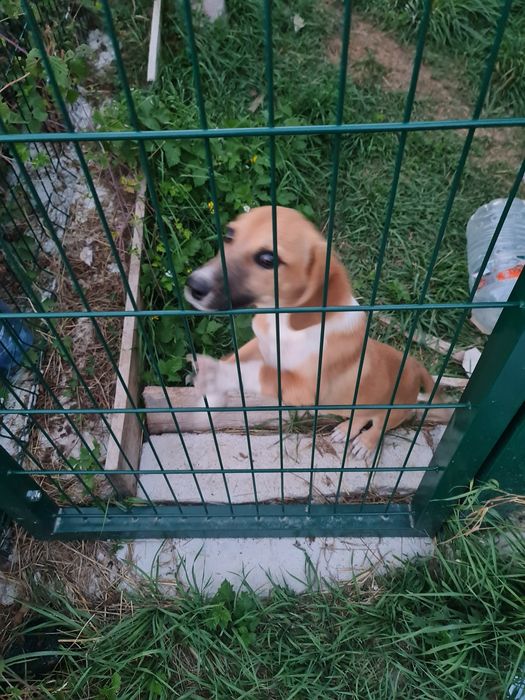 Подаряваме мъжко кученце