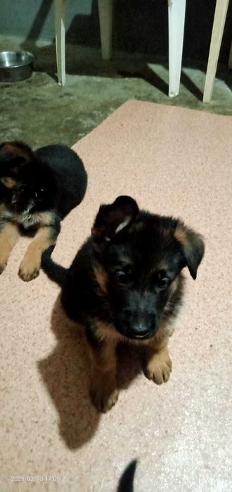 'элитные щенки немцы