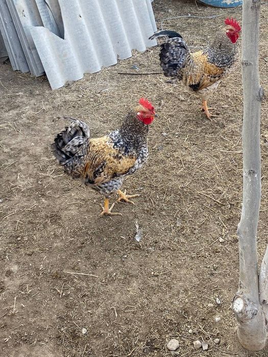 Қораздар сатыладв