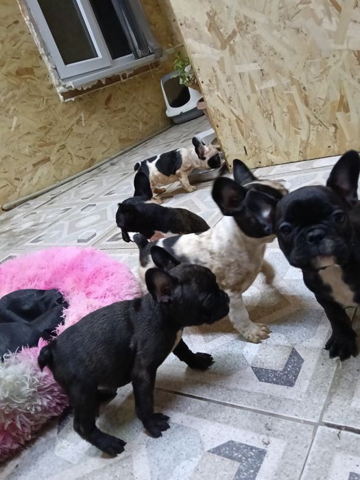 Французский бульдог