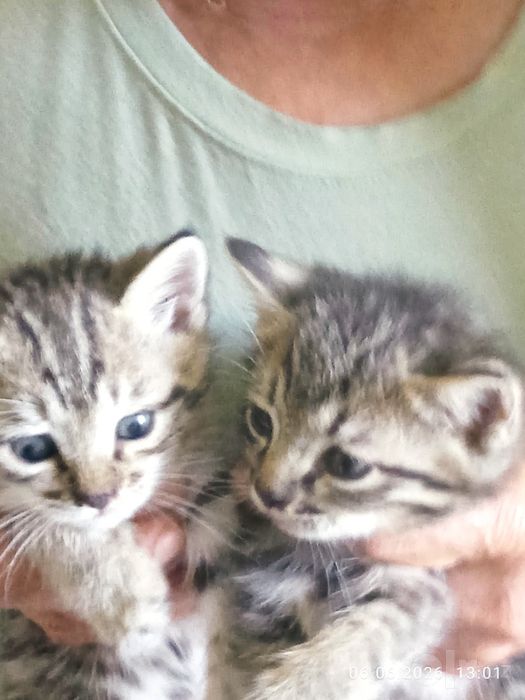 Продам котят 2 месяца ! Британцы корткошерстные.