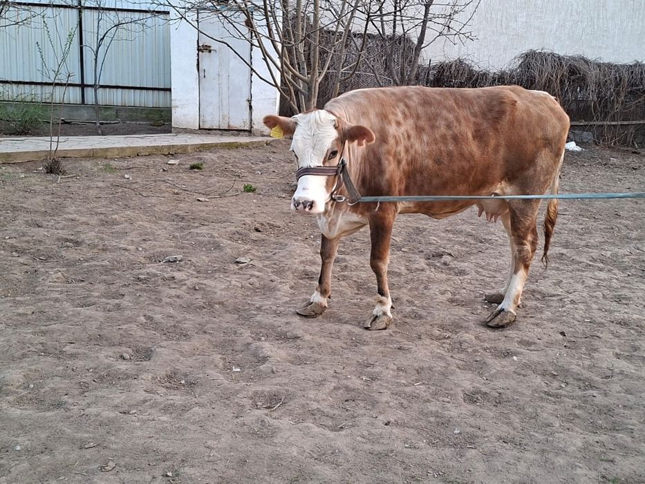 Корова 3 года, доется по 3-4 литра