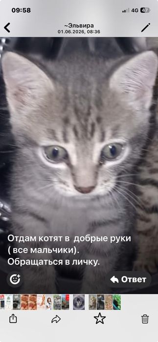 Отдам котят 1,5 месяца