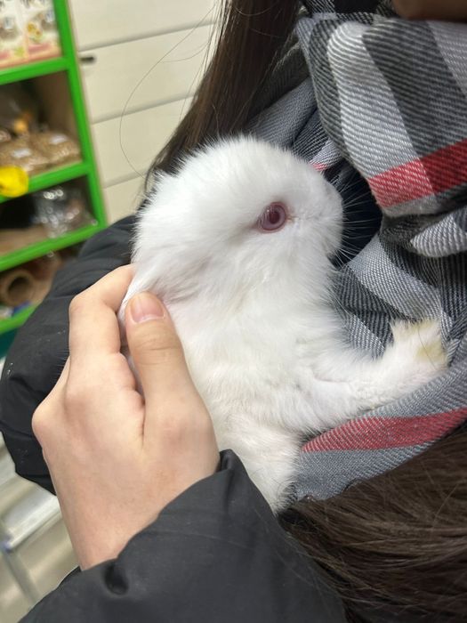 Дикаративный кролик, ручной