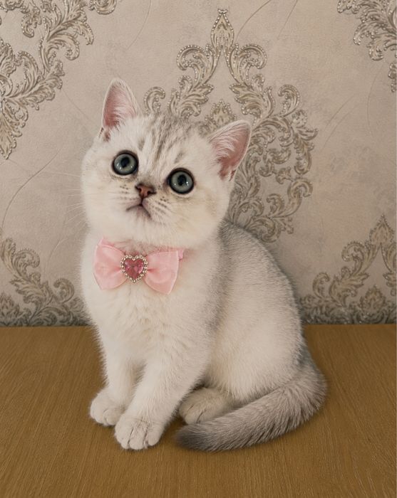 Серебристий шиншила