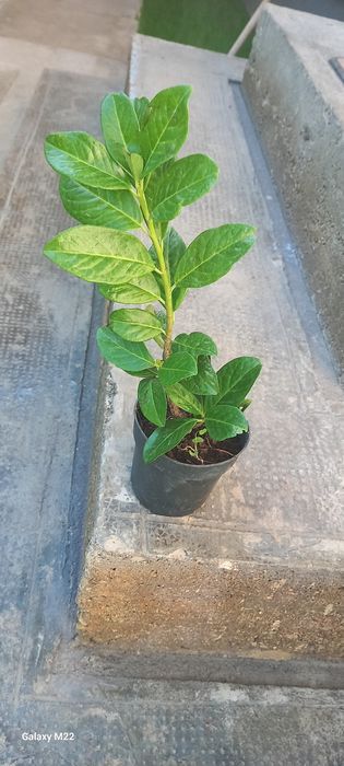 Laur Englezesc  Novita   (20/25 cm)