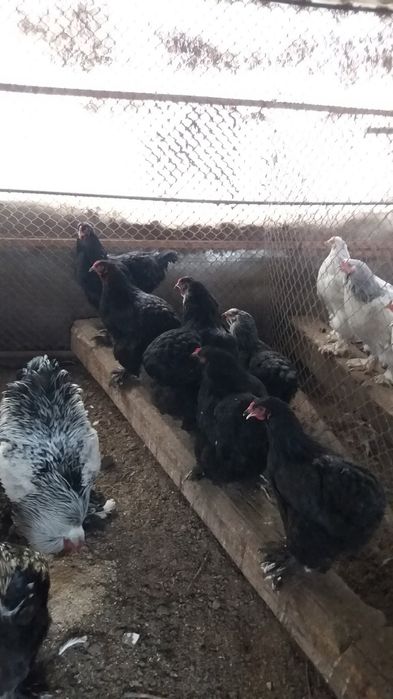 Oua Brahma pentru incubat