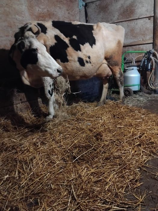 Vând vacă de lapte