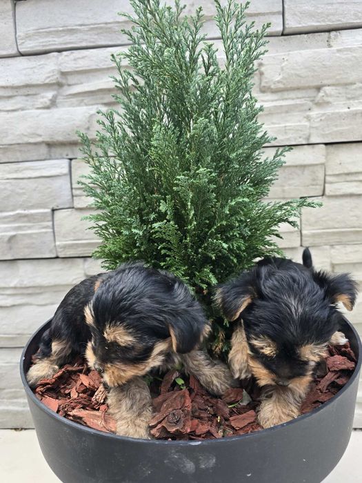 Мини йоркширски териер