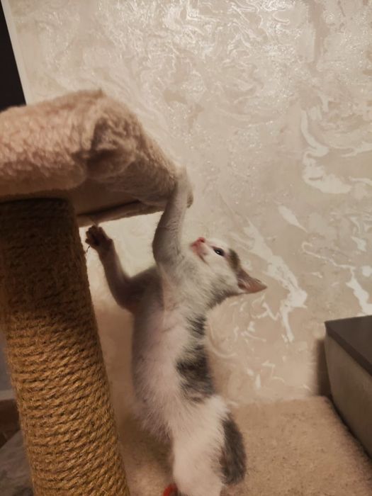 Отдам котика в добрые руки