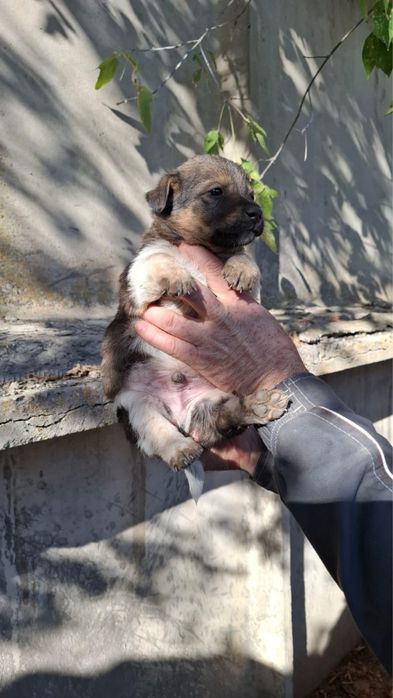 Щенята хорошие 1 месяц