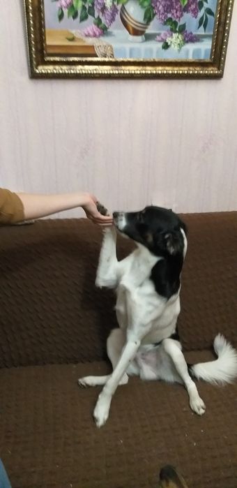 Отдам в хорошие добрые руки.