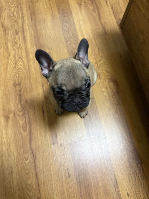 Френски  Булдок на 3 месеца