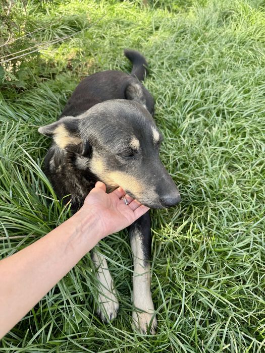 Молодой пес ищет дом!