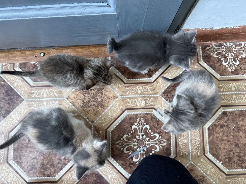 Отдам котиков в добрые руки