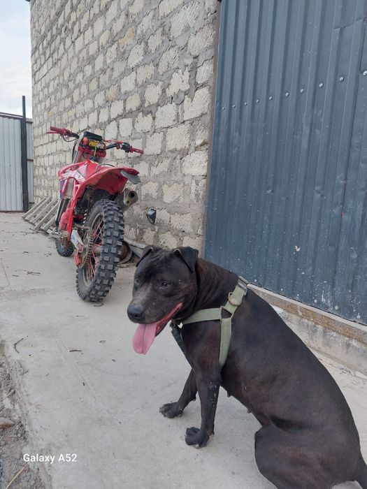 Продам щенков дешево