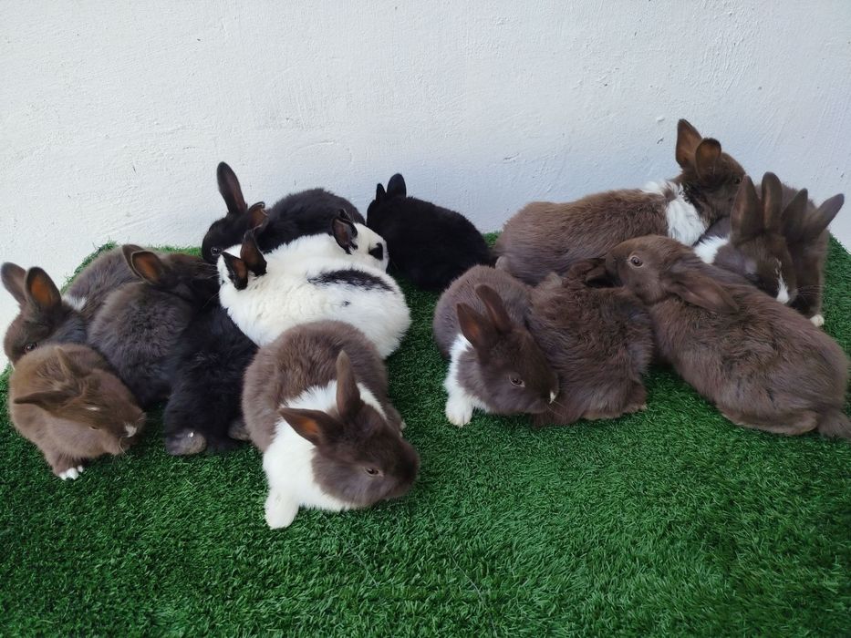 Quyon bolalari sotiladi