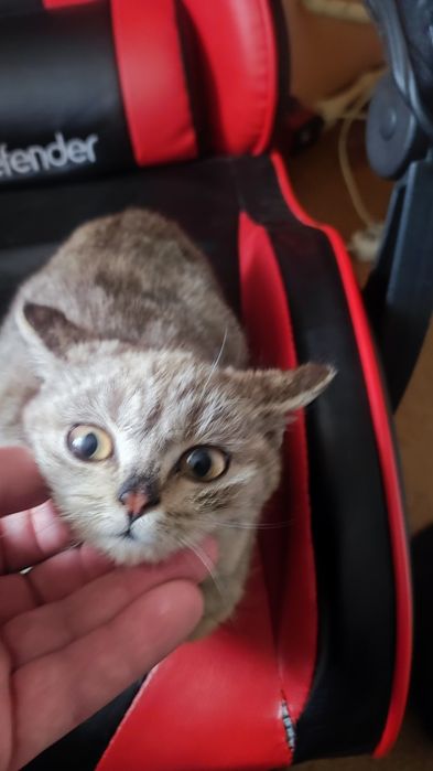 Отдам кошечку в хорошие руки