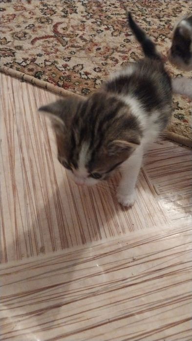 Отдам котят в добрые руки