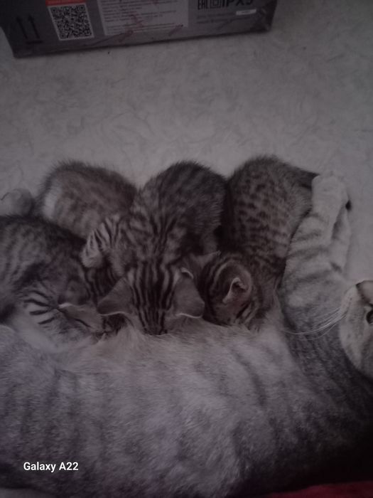 Отдам котят в добрые руки