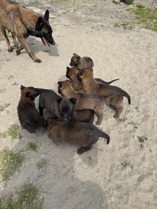 Белгийска овчарка Малиноа