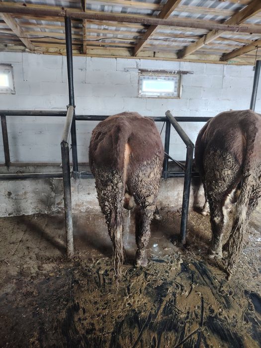 Ак бас букалар 2,5жасар