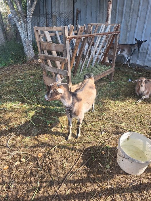 Продам коз  с Кендала