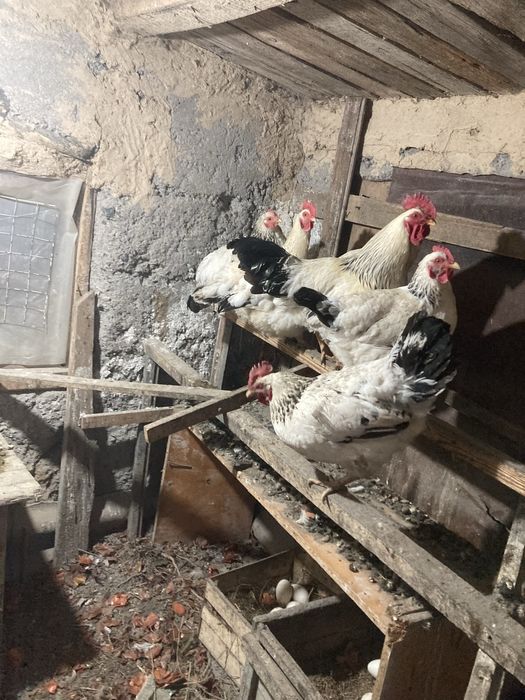 Куры адлерские 1+9