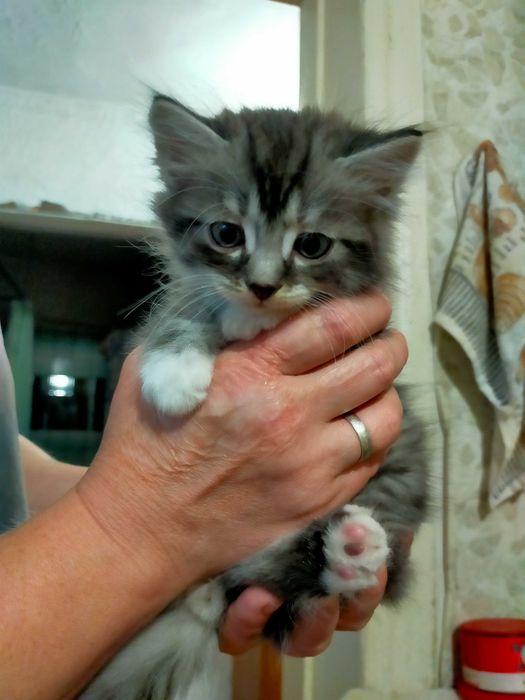 Отдам красивых котят