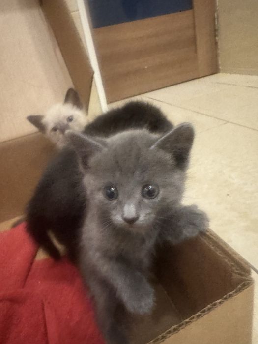 Котята срочно отдадим