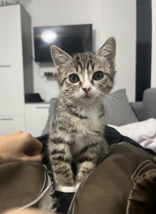 Отдам котенка с его лотком и миской бесплатно