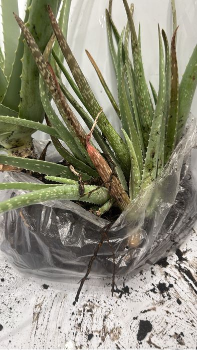 Продам ростки Алоэ