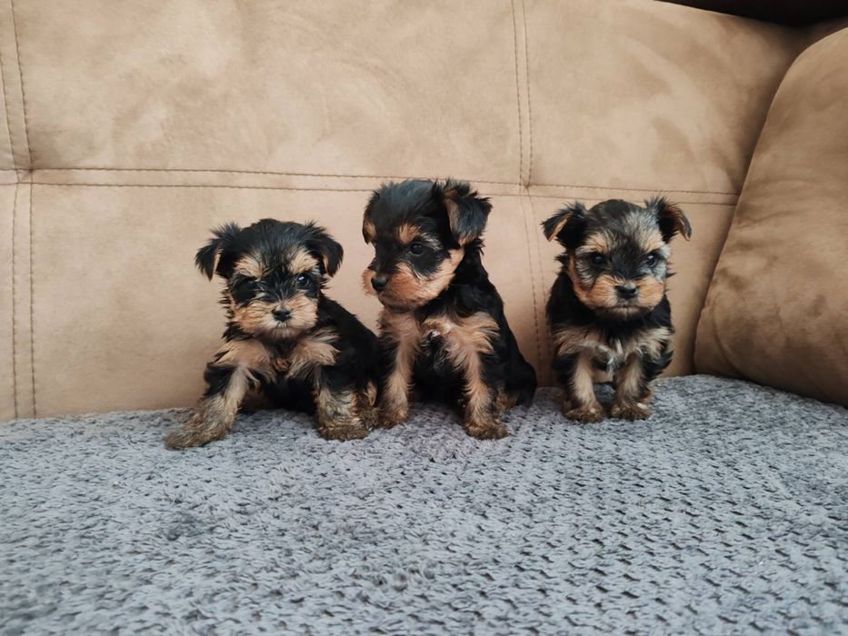 Йоркширски териер